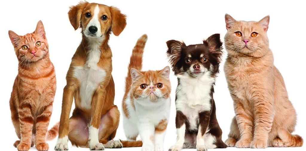 Доска объявлений о животных | ЗооТом - продажа, вязка и услуги для животных в Мончегорске