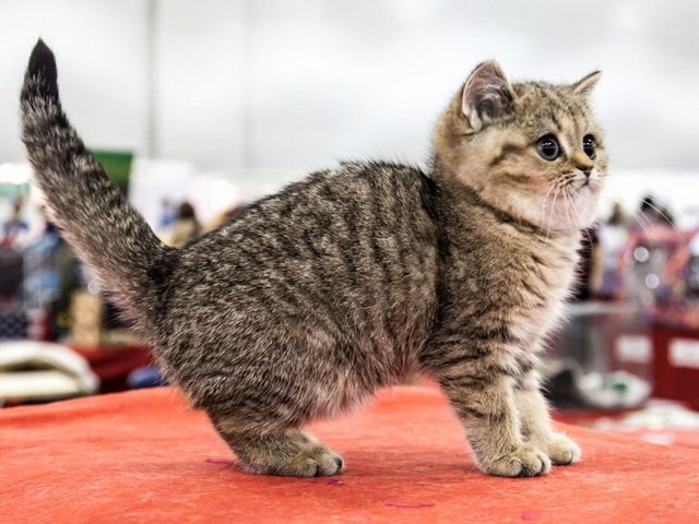 Породы кошек в Мончегорске | ЗооТом портал о животных