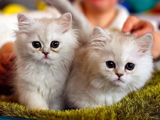 Породы кошек в Мончегорске | ЗооТом портал о животных