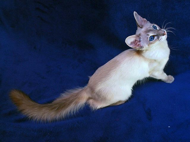 Выведенные породы кошек в Мончегорске | ЗооТом портал о животных