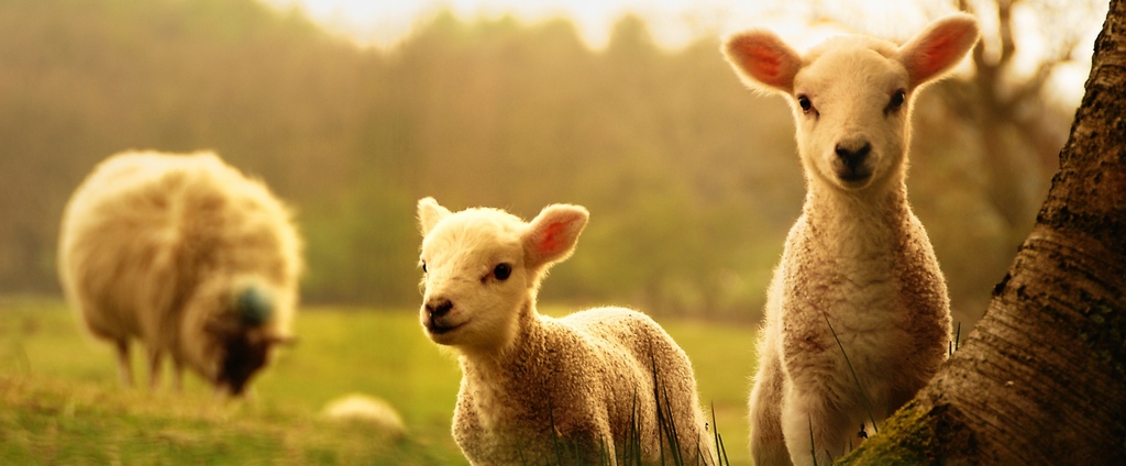 Объявления о сельскохозяйственных животных | ЗооТом - продажа, вязка и услуги для животных в Мончегорске