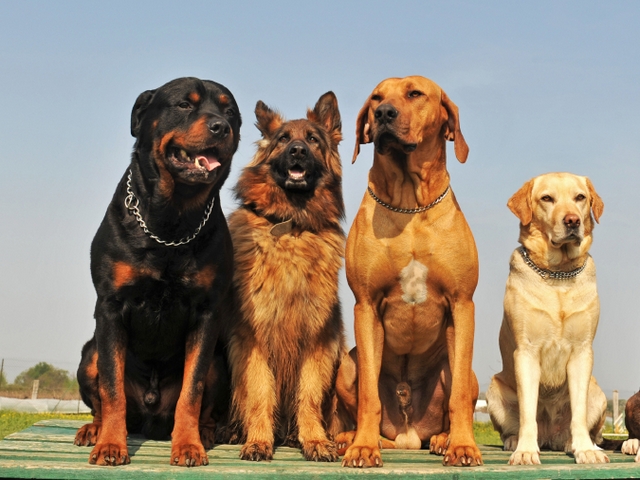 Крупные породы собак в Мончегорске | ЗооТом портал о животных