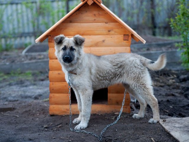 Все о собаках в Мончегорске